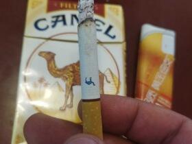 骆驼(硬黄美版)