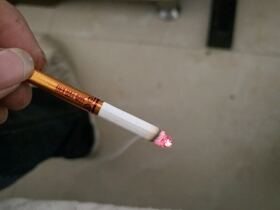 好猫(中支金丝猴)