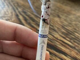 百乐门(夜蓝蒙古含税版)