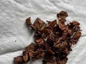 黄鹤楼(雪之梦9号5支装)