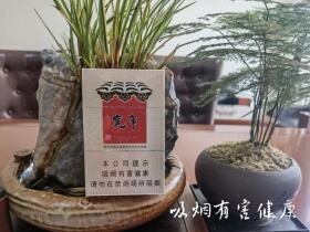 娇子(宽窄燕归来)