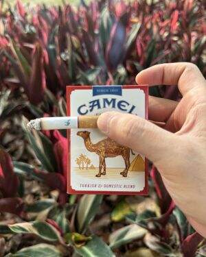 骆驼(硬黄宽版美税)